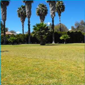 Amplio jardin con arboles de fondo
